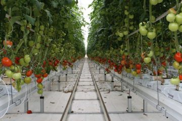 Hướng dẫn cách trồng cà chua trong nhà màng đơn giản