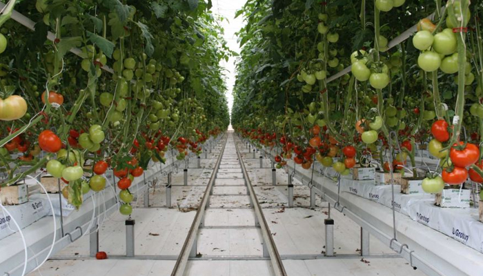 Hướng dẫn cách trồng cà chua trong nhà màng đơn giản