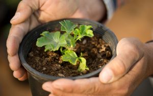 Cửa hàng hạt giống uy tín Thuận Phát