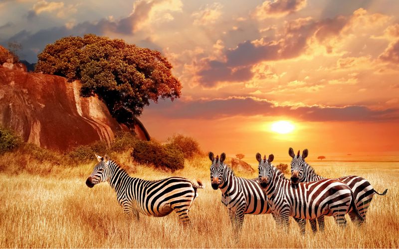 Maasai Mara