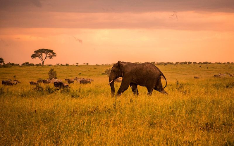 Serengeti
